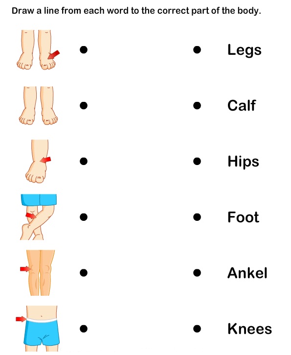 Latihan Human Parts of The Body 1