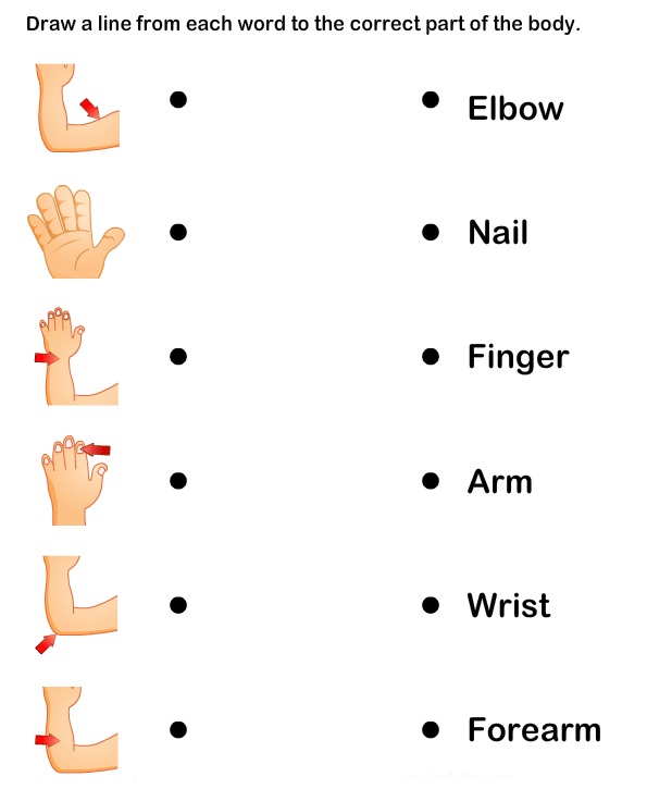 Latihan Human Parts of The Body 2