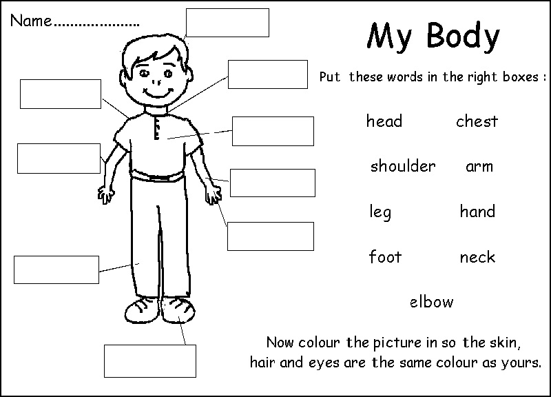 Latihan Human Parts of The Body 3