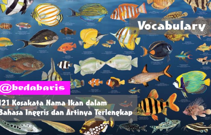Kosakata Nama Ikan dalam Bahasa Inggris dan Artinya Terlengkap