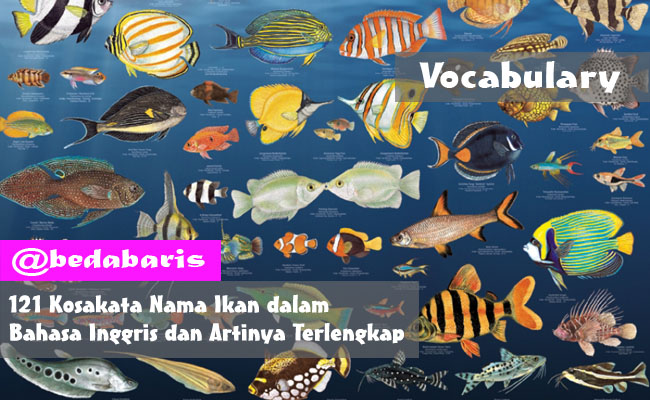 Kosakata Nama Ikan dalam Bahasa Inggris dan Artinya Terlengkap
